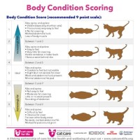 How Much Should A Cat Weight Chart