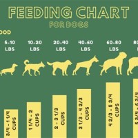 How Much Should A Puppy Eat Chart