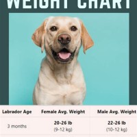 How Much To Feed A Labrador Chart