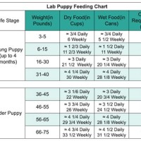 How Much To Feed A Labrador Puppy Chart Uk