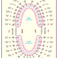 How To Chart Teeth In Dentistry