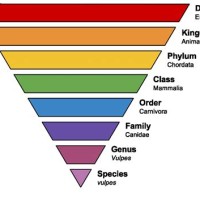 How To Create A Taxonomy Chart