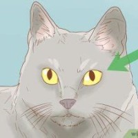 How To Identify A Chartreux Cat