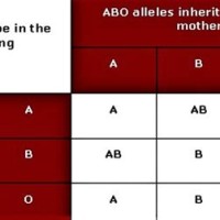 How To Make A Pedigree Chart For Blood Type O