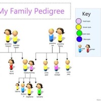 How To Make A Pedigree Chart For Eye Color