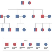 How To Make Family Pedigree Chart