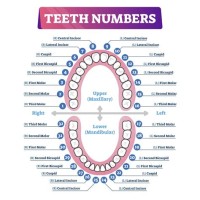 How To Read A Dental Tooth Chart