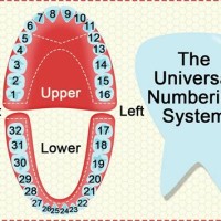 How To Read A Tooth Chart