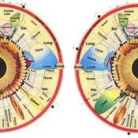 How To Read Iridology Eye Charts