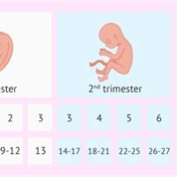 Human Gestation Period Chart