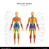 Human Muscle Chart Female