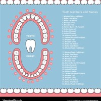 Human Teeth Dental Chart