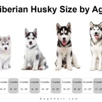 Husky Age Size Chart