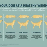 Ideal Dog Weight Chart