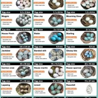 Identifying Bird Eggs Chart