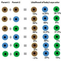 Infant Eye Colour Chart