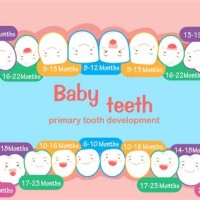 Infant Tooth Growth Chart