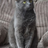 Is My Cat A Russian Blue Or Chartreux