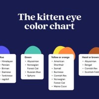 Kitten Eye Color Change Chart