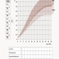 Kitten Growth Chart Weight Grams