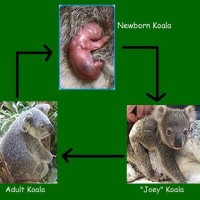 Koala Baby Newborn Size Chart