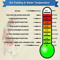 Koi Feeding Temperature Chart