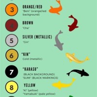 Koi Fish Color Meaning Chart