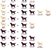 Lab Breeding Color Chart