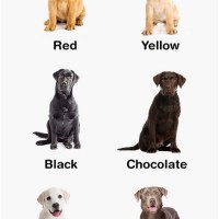 Lab Dog Color Chart