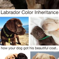 Lab Puppy Color Chart