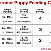 Lab Puppy Feeding Chart