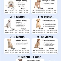 Lab Weight Chart By Age