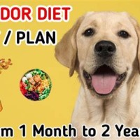 Labrador Dog Food T Chart In Hindi