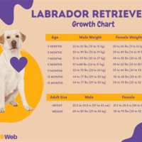 Labrador Puppy Age Weight Chart