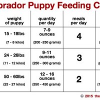 Labrador Retriever Food Chart