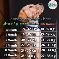 Labrador Weight Chart By Age In Kg