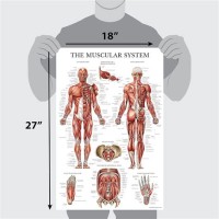 Laminated Anatomical Charts