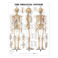 Laminated Anatomical Wall Charts