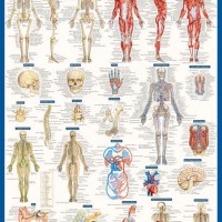 Laminated Anatomy Charts