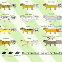 Leopard Gecko Breeding Morph Chart