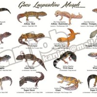 Leopard Gecko Morphs Chart