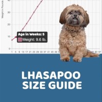 Lhasa Apso T Chart