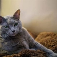 Lifespan Chartreux Cat