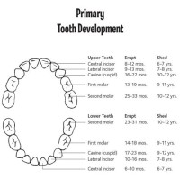 Loose Teeth Age Chart