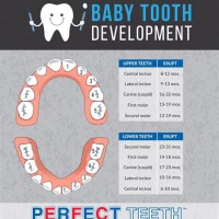 Losing Baby Teeth Chart