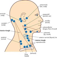 Lymph Node Chart Neck