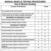 Manual Muscle Testing Chart Printable