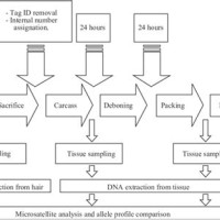 Meat Processing Plant Flow Chart