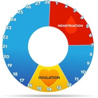 Menstrual Cycle And Fertility Chart