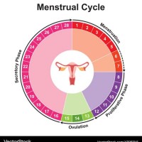 Menstruation Cycle Chart Calculator